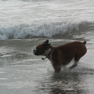 Eliot (10 months old) on holiday in Cornwall
