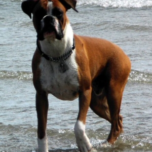 Eliot (10 months old) on holiday in Cornwall
