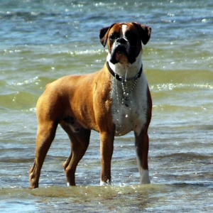 Eliot (10 months old) on holiday in Cornwall