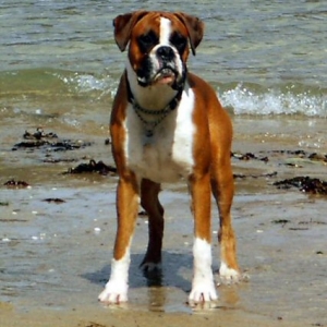 Eliot (10 months old) on holiday in Cornwall