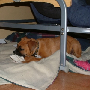 another view of "puppy lair"