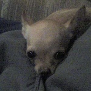 zito_03-23-06