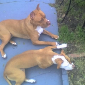 Da_pits_04-24-06_