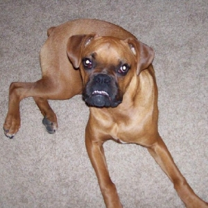 Rocky showing some teeth - 8 months old
