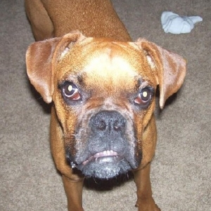 Rocky - 8 months old