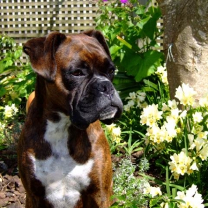 Lily with the flowers