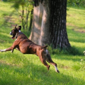Flying Henri
