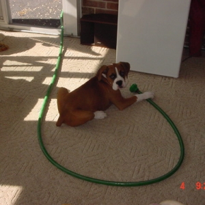 The hose does not belong in the house !!