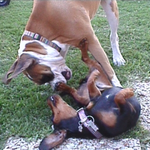 Abby - 6 months old & Petals - 1 year