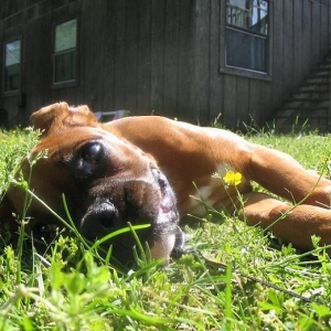 Being Lazy and lying in the grass!