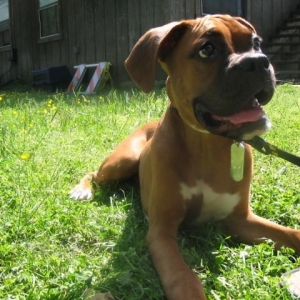 Chewing Sandals!