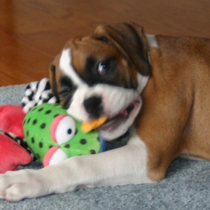 bailey shaking her frog