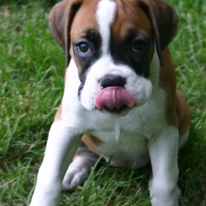 tongue