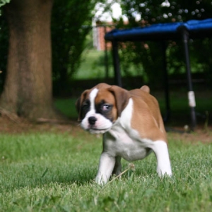 bouncing around