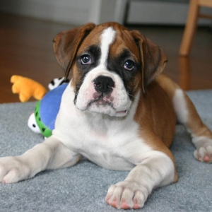 puppy face