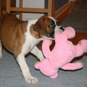 bailey's favorite bear