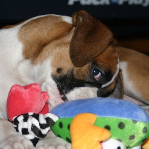 peekin over her frog
