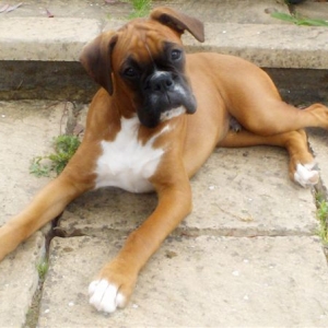 Zeb 17 weeks old