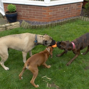 Tug of war with Dino Cuz
