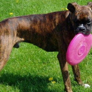 Frisbee Foreman