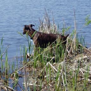 Swamp Dog