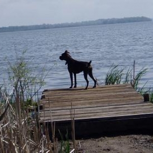 Lake Boxer