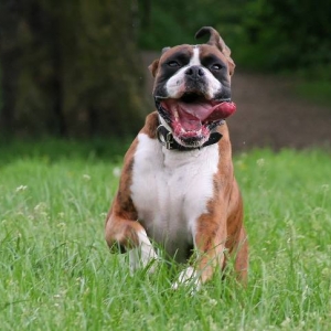 Henri