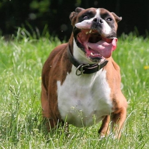 Crazy dog