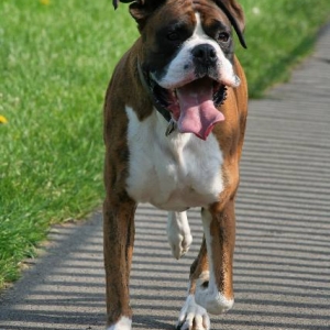 Happy, tired dog