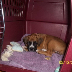 Sophia-Anne in her Crate