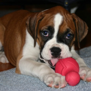 bailey and her turtle