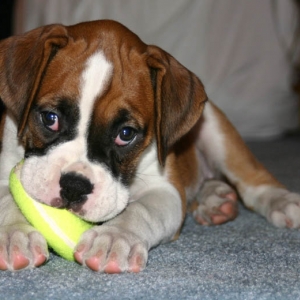 mushy puppy!!!