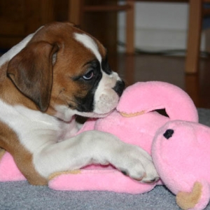 bailey and her favorite bear