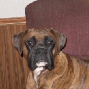 Brutus