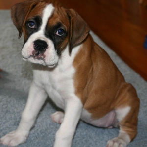 chubby lil puppy