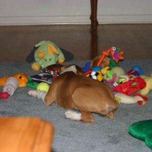 bailey likes to tear all her toys out and jump in them