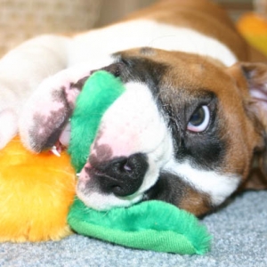 she REALLY loves that carrot