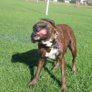Shake shake shake!