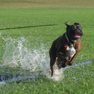 Impersonation of a kangaroo