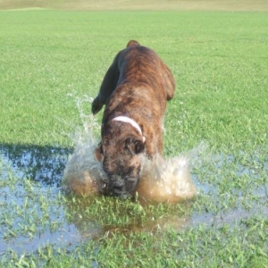 Lily going head first