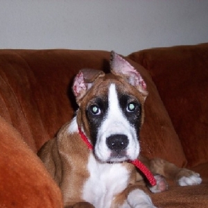Crazy Ears
