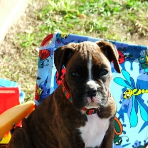 Koda sitting back and relaxing