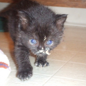 Onyx with a messy face!