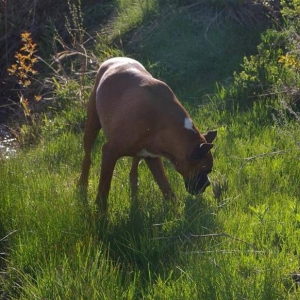 Stop and smell ...........the stinkweeds?