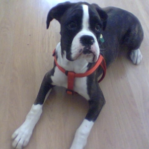Milly waiting to go for a walk