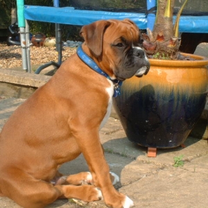 Zeb posing in the sun