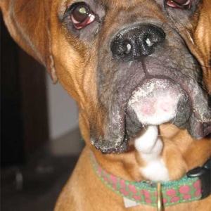 My smoochy pup