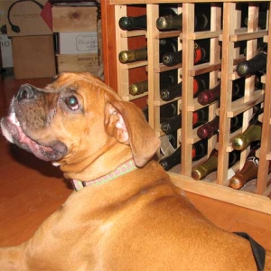Friday at the Wine and Howl fundraiser