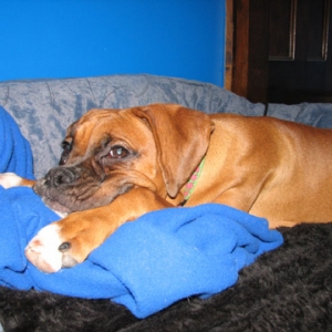 Happy Friday in her new puppy bed