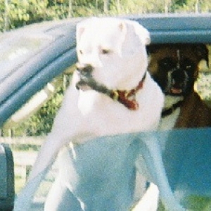 Aspen the driver